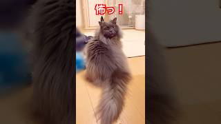 【花火大会の日の猫】  #サイベリアン #cat  #猫 #shorts #もう#一回#あるからね💦