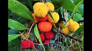 Arbutus unedo  Greece by Theo