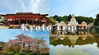 1350 years old Shrine \u0026 the most famous cherry blossom festival in Kyoto | Japan Vlog