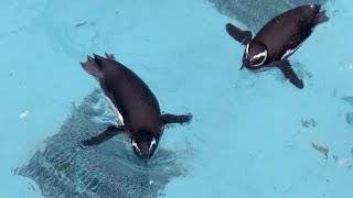 降ってる雪を追いかけるマゼランペンギン　長崎ペンギン水族館　Magellanic Penguin chasing falling snow