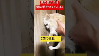 頭の良い犬は、壁に先に手をつくらしい。 #イッヌ