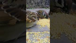Sparrow | Sparrow Videos for kids #oddlysatisfyingvideo #shorts #birds #sparrow
