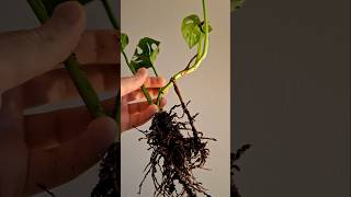 Пересадка МОНСТЕРИ міні АДАНСОНІ  / ФІЛОДЕНДРОН #монстера #квіти #monstera #philodendron