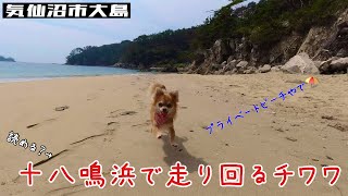 【十八鳴浜】プライベートビーチを駆け回るチワワのむぎ『気仙沼市大島にある十八鳴浜』