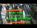 CEPAT AMBIL BILA MENEMUKAN BAMBU SEPERTI INI, BOBEN CHANNEL