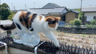 猫がベランダの手すりに登ってしまうので猫避けシートを設置した結果 ...  【スコティッシュフォールド】【三毛猫】