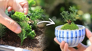 Cuttings cypress Teacup Mini Bonsai～Grow 3 small seedlings～【Bonsai diary 2/24】how to gardening