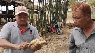 วิธีทำไก่อบฟาง กลางทุ่งนา กินข้าวป่า เกือบไม่ได้กิน เพราะอะไรไปดู