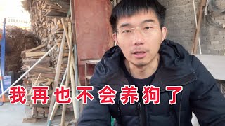 我再也不会养狗了，新手养狗前必看，这几个后果你能承受吗？