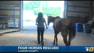 Organization rescues starving horses in Sevier County