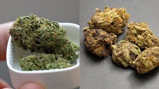 Blueberry Silvertip vs Blueberry Muffin - Weed Strain Battles