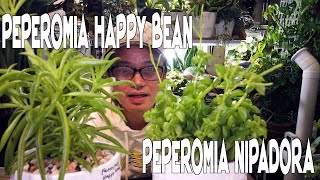 PEPEROMIA HAPPY BEANS AND NIPADORA PLANT CARE TIPS