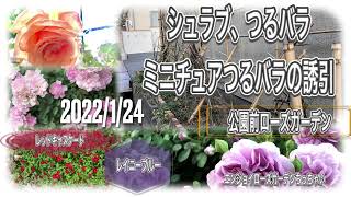 シュラブ、つるバラ、ミニチュアつるバラの誘引をしました。公園前ローズガーデンの剪定と誘引がやっと終わりました。オリジナルBGMの名前はふー薔薇日記のカブちゃんさんが付けて下さいました。「薔薇色の日々」