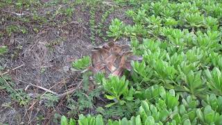 Another Washingtonia Palm Tree Bites the Dust