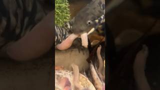 Feeding My Tiger Salamanders Worms: They Love It: Aquarium Pets: Amphibian Animals: #pets #animals