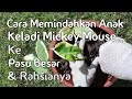 Cara Memindahkan Anak Keladi Mickey Mouse Ke Pasu Besar & Rahsianya #shorts