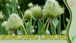 BUNCHING ONIONS Information and Growing Tips! ( Allium fistulosum)