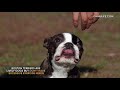 boston terrier dog breed review and explanation