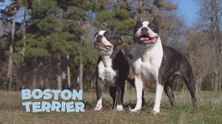 Boston Terrier Dog Breed Review and Explanation