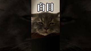 白目で眠る子猫を、観察した結果・・・ #ねこのいる生活 #cat #おすすめ #猫 #かわいい #つまみちゃん #ラガマフィン #子猫 #shorts