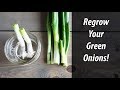 Regrow Green Onions From Green Onions In Water (2019)