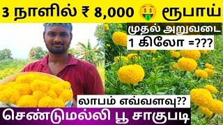 🤑🌱💚  செண்டுமல்லி பூ சாகுபடி | Marigold Flower cultivation in tamil |  3 நாளில் ₹8,000 ரூபாய்