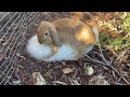 Naughty bunny humping: HuanHuan mounts on and chases baby bunny LeLe in the yard.