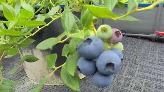 온누리블루베리 신품종 6월6일 현재 블루베리 열매 상태 자연 씨앗 발아 품종 Blueberry Natural Seed Germination Variety