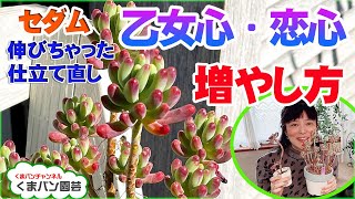 【多肉植物の増やし方】セダム・乙女心と恋心の仕立て直し【くまパン園芸】