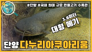 세계의 모든 민물고기는 다 모였다! 국내 최대 민물고기 전시관