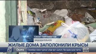 Нашествие крыс в домах наблюдают жители Темиртау