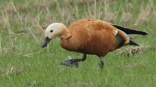 ちょ〜望遠、野鳥LIVE！　〜アカツクシガモ〜