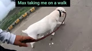 My Dog Holds His Leash As If He Takes Me On Walks