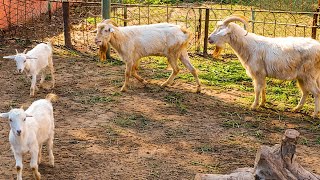 The secret of goats' amazing eyes an oblong pupil and almost perfect vision! ๐๐