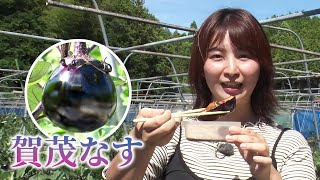 JA京都「賀茂なす」河本さん (亀岡市)｜KBS京都テレビ「あぐり京都」 2024年8月放送