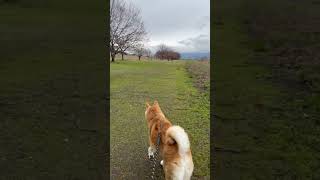 雨上がりの河川敷を散歩する柴犬マメ