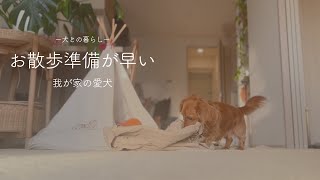 お散歩が待ちきれなくてスリングで遊び始めるレオ君【ミニチュアダックスフンド】