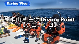 【ダイビングVLOG】和歌山県 白浜/ポイント名 クエガンコ