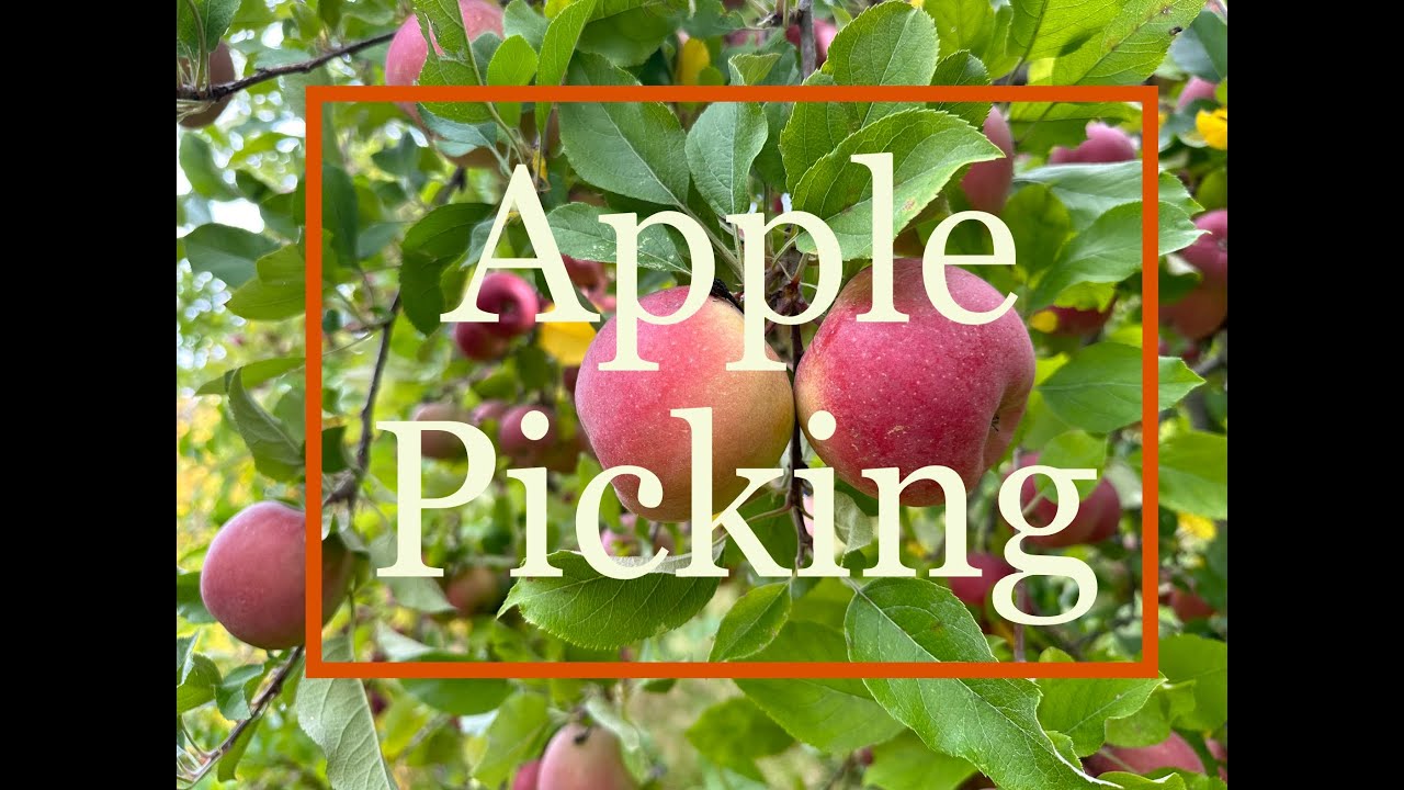 Apple Picking Youtube