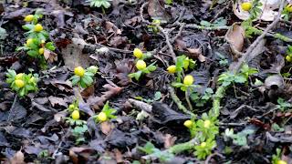 Winter Aconite [Eranthis Hyemalis]