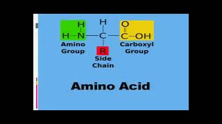 Biology Class 12 Unit 06 Chapter 08 Genetics and Evolution Molecular Basis of Inheritance L  8/12