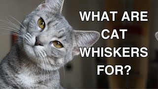 Cat Whiskers: What Are Cat Whiskers For? #CatMustache