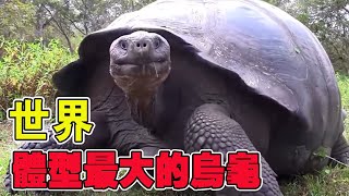 Have you ever seen the largest tortoise? How long is the life span of a tortoise! Black Soil Diary]