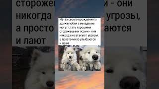 Из-за своего врождённого дружелюбия самоеды не могут стать хорошими... #факты #слова