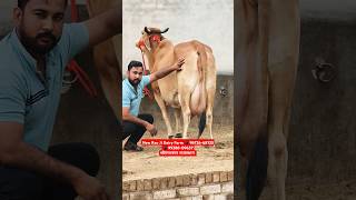 20 किलों दुध वाली साहीवाल गाय 👌 फुल गारंटी के साथ ख़रीदो 🔥 Top Class Sahiwal Cow For Sale #trending