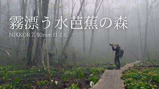 [Nature photography] Forest of skunk cabbage with fog | NIKKOR Z50mm f1.2 S