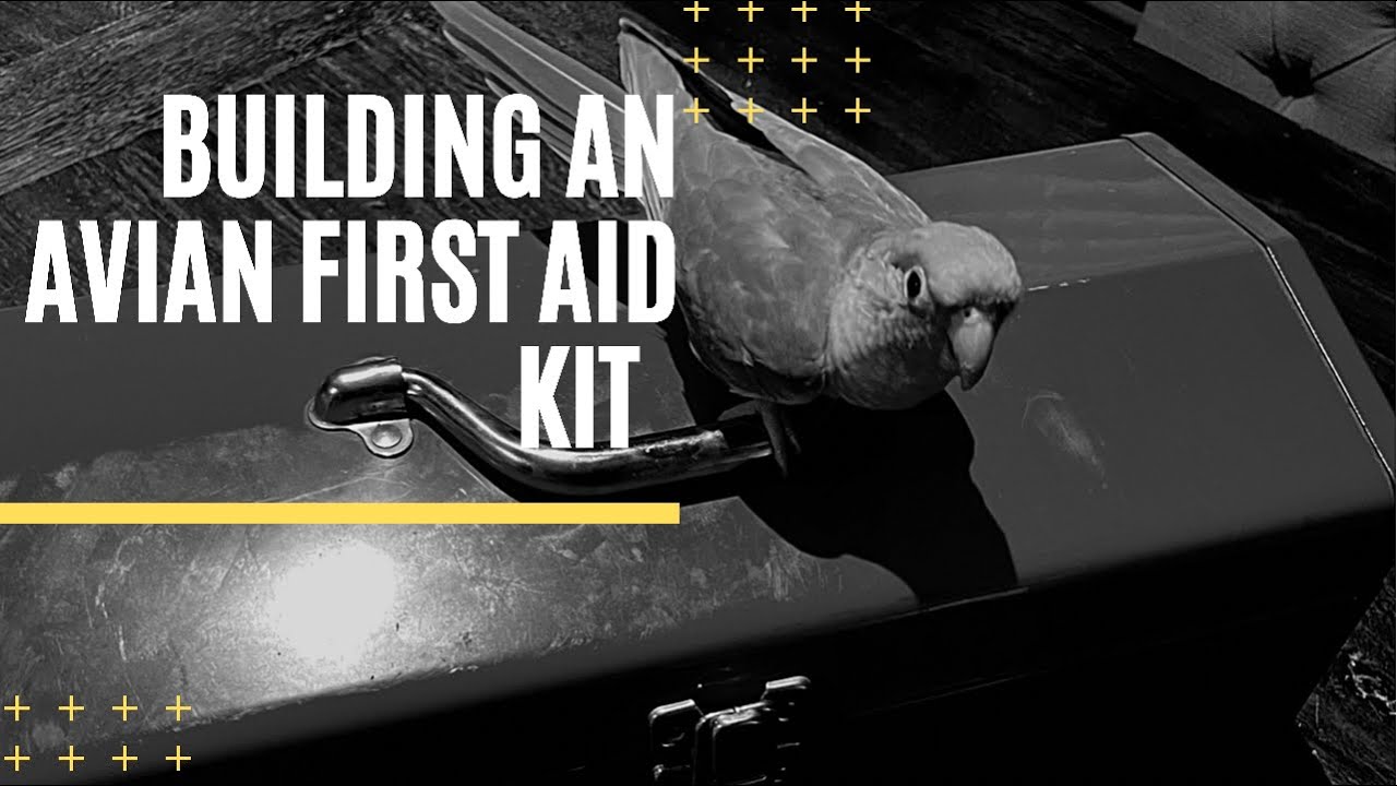 Setting Up An Avian First Aid Kit Youtube