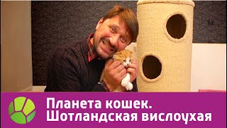 Шотландская вислоухая. Планета кошек | Живая Планета