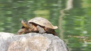 東京生き物図鑑　代々木公園のニホンイシガメ×ハナガメ交雑種