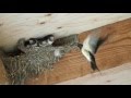 Hirundo rustica, Boerenzwaluw